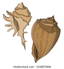 Vector Summer beach seashell tropical elements. Brown beige engraved ink art. Isolated shell illustration element on white background.