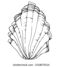 Vector Summer beach seashell tropical elements. Black and white engraved ink art. Isolated shells illustration element on vhite background.