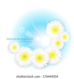 Vector summer floral design bright sunny chamomile