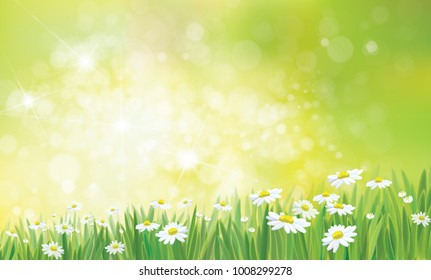 Vector summer,  green,  nature  background, daisy  flowers field.