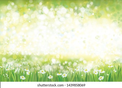 Vector summer, green nature  background, chamomiles field.