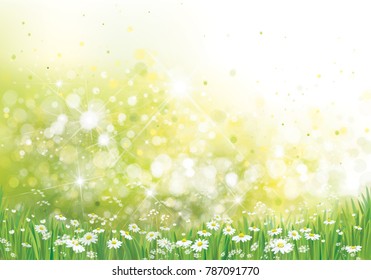Vector summer,  green,  nature  background, daisy  flowers field.