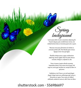 Vector summer illustration with green grass and yellow dandelions, flying blue butterflies and a place for an inscription