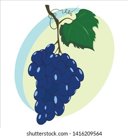 Vector summer image of a bunch of grapes