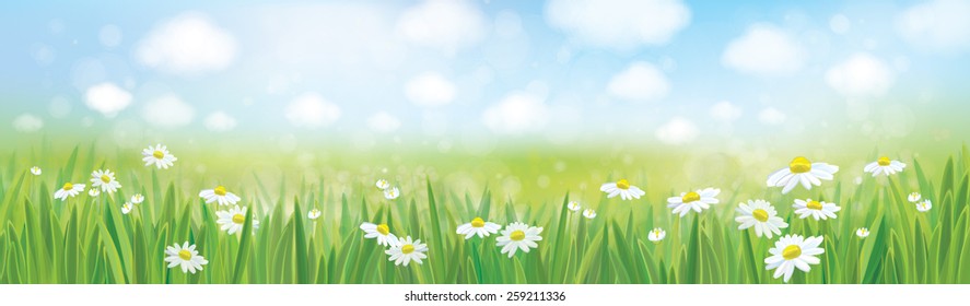 Vector summer landscape, blue sky, meadow with chamomiles.