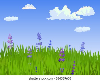 Vector summer landscape. Flowers on the background of meadows. Beautiful background