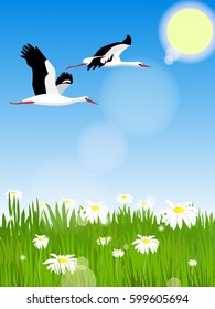 Vector summer landscape. Glade with daisies. Two beautiful stork flies across the sky.