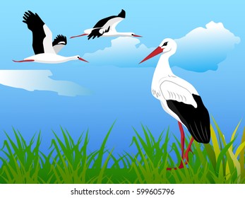 Vector summer landscape with storks