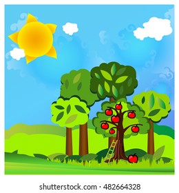 Vector summer landscape with sun, clouds, blue sky, apple trees, fruits, green grass field, ladder. Vector illustration seasonal background