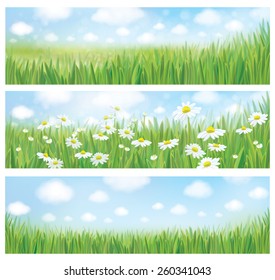 Vector summer landscapes, blue sky , meadow and chamomiles.