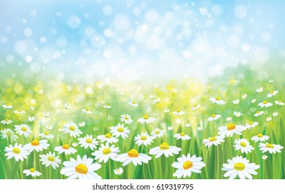 Vector summer nature  background,  blossoming flowers field.