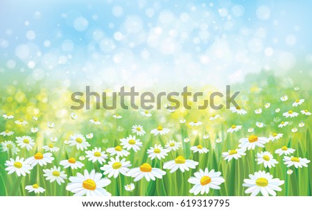 Vector summer nature  background,  blossoming flowers field.