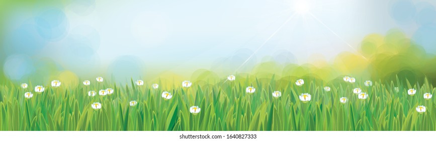Vector summer,  nature background, blue sky and green grass.