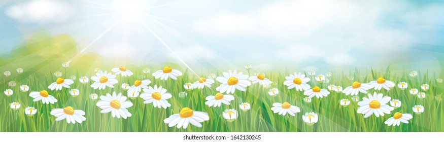 Vector summer,  nature background, blue sky and green grass. Daisy field.