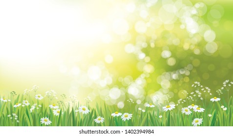 Vector summer nature  background, chamomiles field.