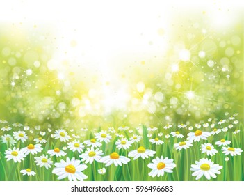 Vector summer nature  background, chamomiles field.