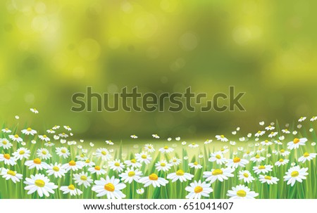 Similar – Image, Stock Photo Daisies in the meadow, dandelions blooming in the background