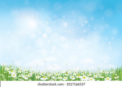 Vector summer nature  background, daisy  flowers field.