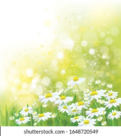 Vector summer,  nature background. Daisy flowers in sunshine.