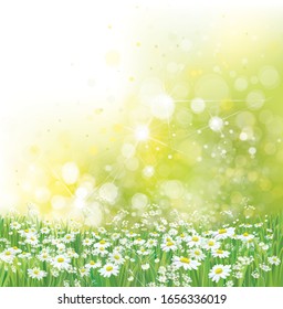 Vector summer,  nature background. Daisy flowers in sunshine.