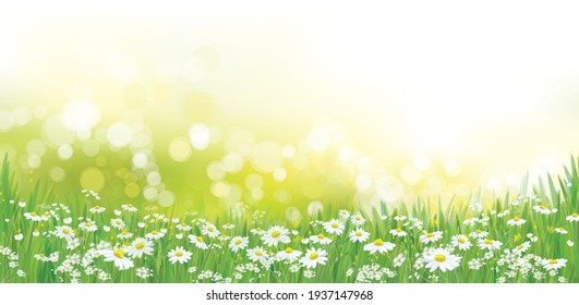 Vector summer nature  background, white chamomiles field.