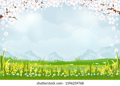 Vector summer nature landscape of daffodils and green fields with cute white sakura on blue sky background, Spring banner with cherry blossom border with mountains and sky with fluffy clouds, 