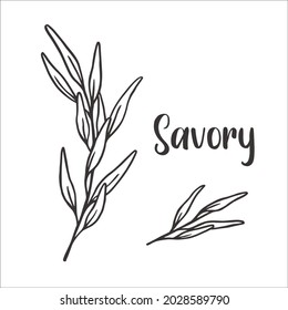 Vector of Summer savory hand drawn sketch style. Drawing element design. Used for menu, poster, banner, label, logo or printed t-shirts, etc.