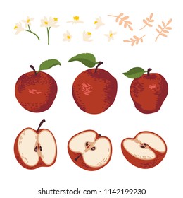 Vector summer set with apples, leaves and flowers isolated on white background