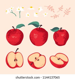 Vector summer set with apples, leaves and flowers isolated on white background