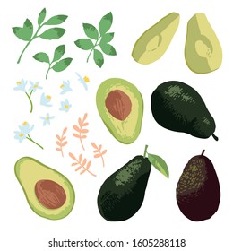 Vector summer set with avocado, leaves and flowers isolated on white background