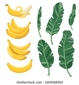Vector summer set with bananas and palm leaves isolated on white background