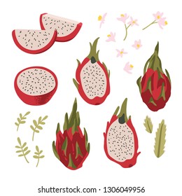 Vector summer set with dragon fruit (pitaya), flowers and leaves isolated on white background.
