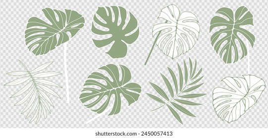 Vector summer set of green tropical plants and leaves isolated on transparent background. Monsetra and fern leaves to create a variety of designs and prints.
