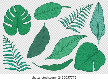 Vector summer set of green tropical plants and leaves isolated on transparent background. Monstera leaves, fern, banana leaves.