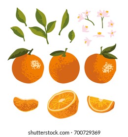 Vector summer set with oranges and flowers isolated on background