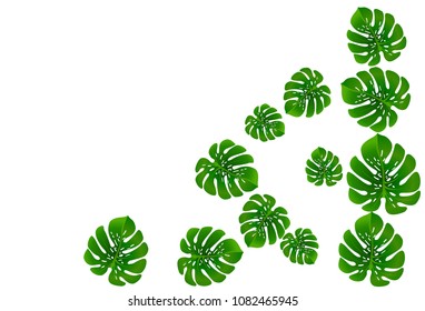 Vector summer tropical pattern with jungle leaves decor, fabric background. Floral jungle ornament with monstera leaf tropical pattern. Philodendron or monstera plant background.