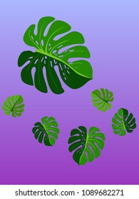 Vector summer tropical pattern with jungle leaves decor, fabric background. Floral jungle ornament with monstera leaf tropical pattern. Philodendron or monstera plant background.