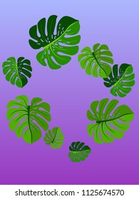 Vector summer tropical pattern with jungle leaves decor, fabric background. Floral jungle ornament with monstera leaf tropical pattern. Philodendron or monstera plant background.