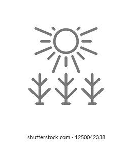 Vector sun shines on field line icon. Symbol and sign illustration design. Isolated on white background