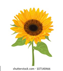 Vector sunflower