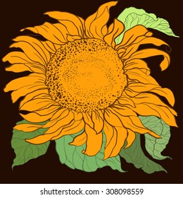 vector sunflower