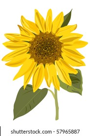 vector sunflower