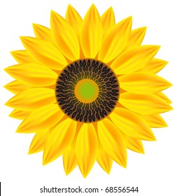 Vector sunflower.