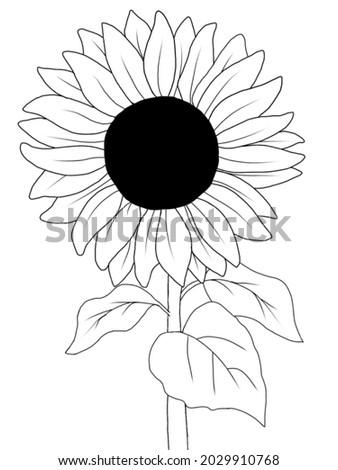 Vector of sunflower , sunflower is beautyfull flower