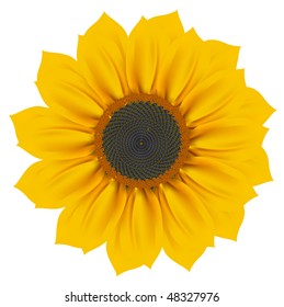 Vector sunflower blossom. Isolated on a white