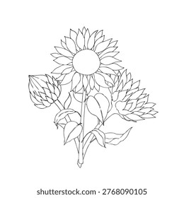 Vector sunflower bouquet, graphic hand drawn isolated autumn illustration. Botanical hand drawn illustration isolated on background. Ideal for seasonal, halloween, forest, or nature-themed designs