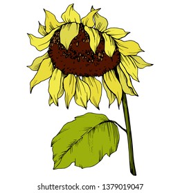 Vector Sunflower floral botanical flower. Wild spring leaf wildflower isolated. Yellow and green engraved ink art. Isolated sunflower illustration element.