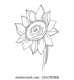 Vector Sunflower floral botanical flower. Wild spring leaf wildflower isolated. Black and white engraved ink art. Isolated sunflowers illustration element.