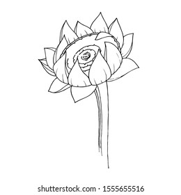 Vector Sunflower floral botanical flower. Wild spring leaf wildflower isolated. Black and white engraved ink art. Isolated sunflowers illustration element.