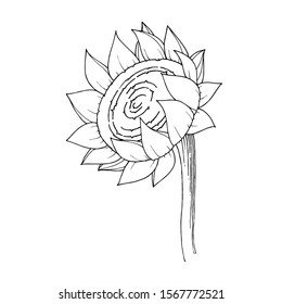 Vector Sunflower floral botanical flower. Wild spring leaf wildflower isolated. Black and white engraved ink art. Isolated sunflowers illustration element.